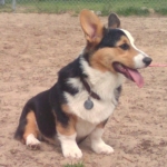 Cruisecontrol's Avatar